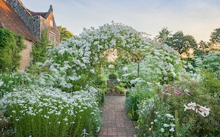 Rosa ‘Mulliganii’ clothes the White Garden’s central arbour