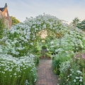 Rosa ‘Mulliganii’ clothes the White Garden’s central arbour