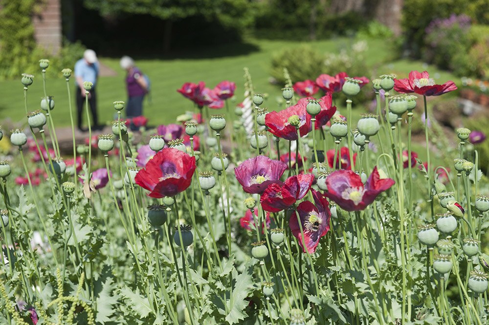Cumbrian gardens