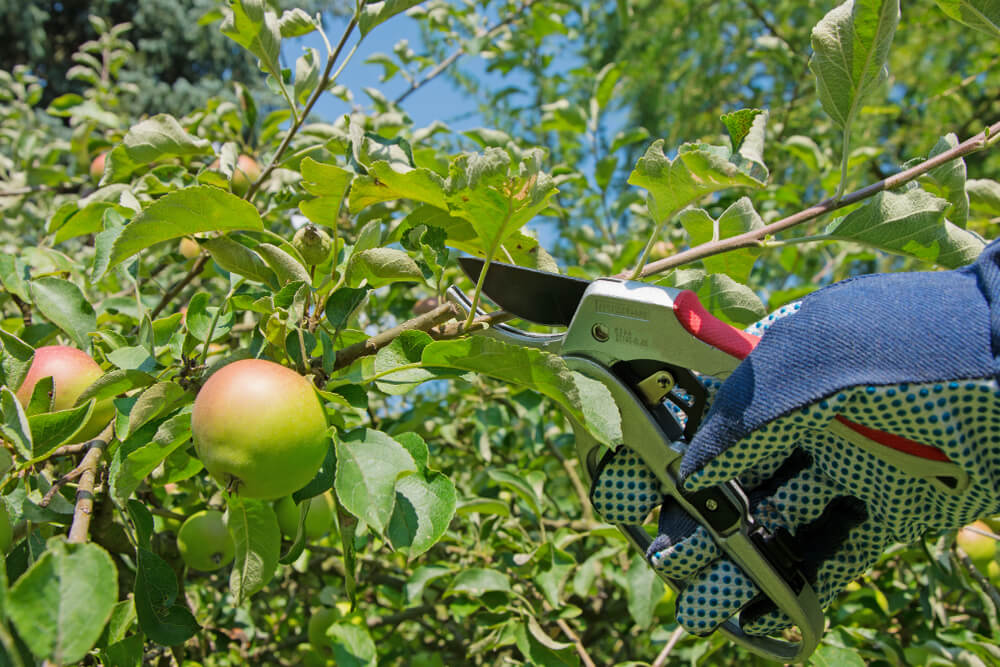 Summer fruit pruning