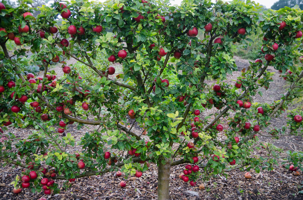 Summer fruit pruning