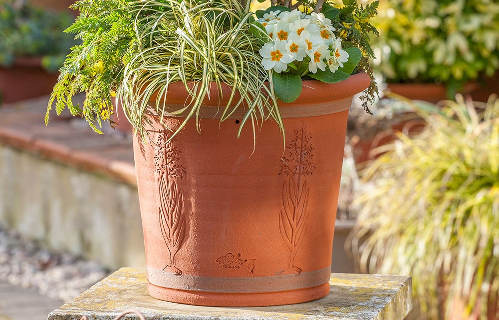 Terracotta pot with planting