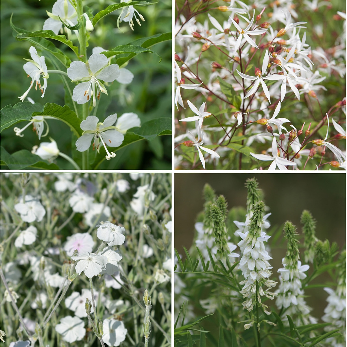 The White Garden at Sissinghurst