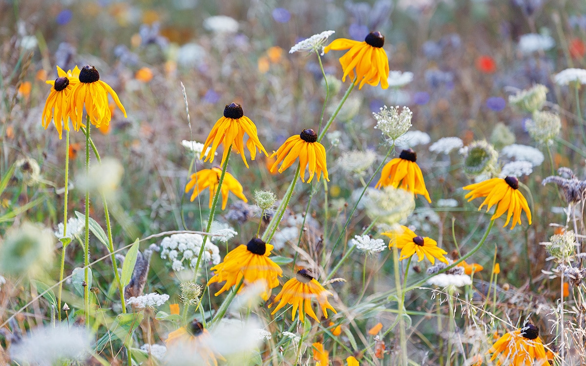 Rudbeckia in the meadow at Hospitalfield 