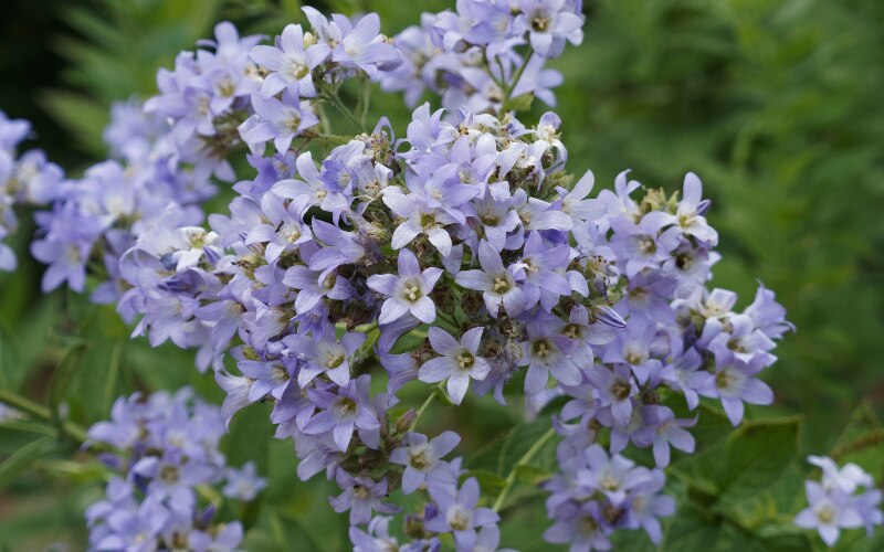 CAMPANULA LACTIFLORA