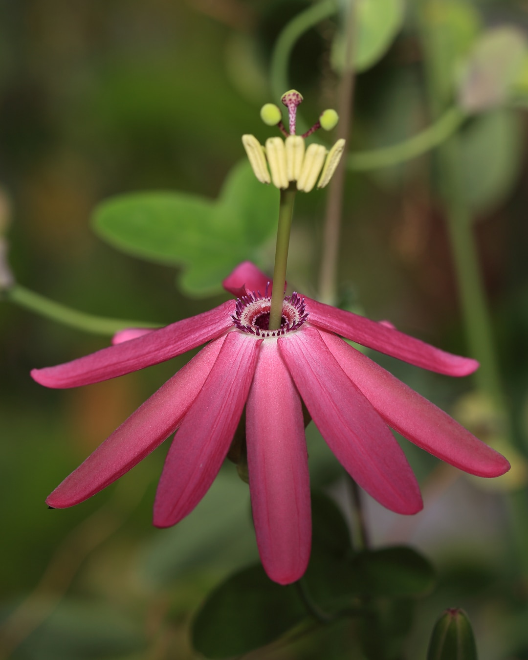 A flower of Passiflora aurantia from Australia.