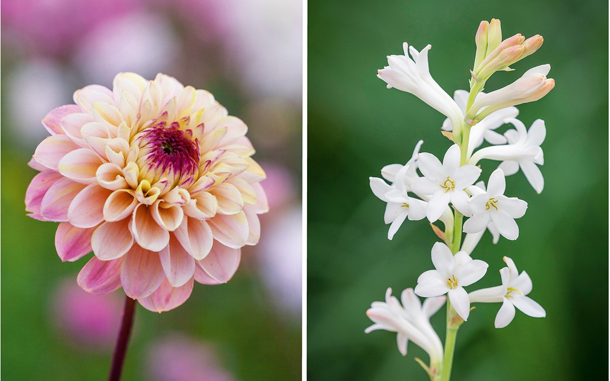 Pink and maroon flower of Dahlia 'Wine Eyed Jill'; fragrant white flower spike of Polianthes tuberosa.