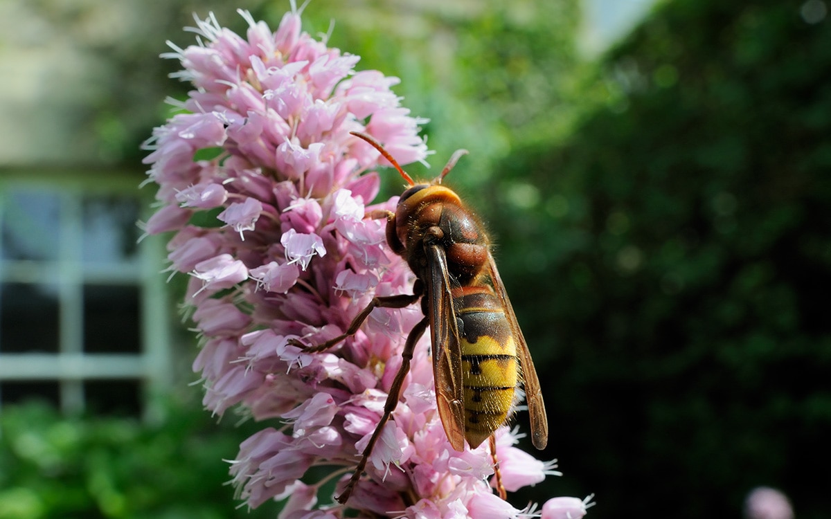 A European hornet (Vespula crabro) queen.