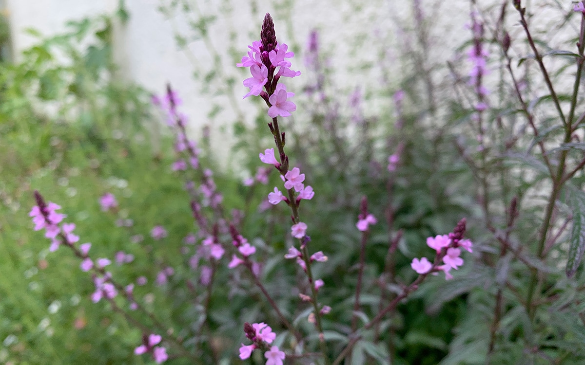 how to grow verbena