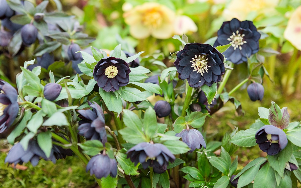 Black hellebore flowers