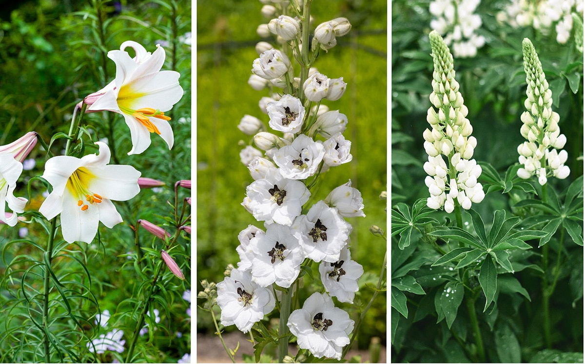 Lilium regale, Delphinium 'Atholl' and lupin 'Noble Maiden'.