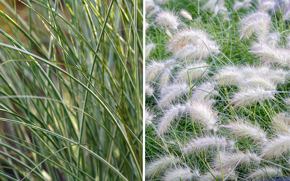 Miscanthus 'Morning Light'; Pennisetum villosum.