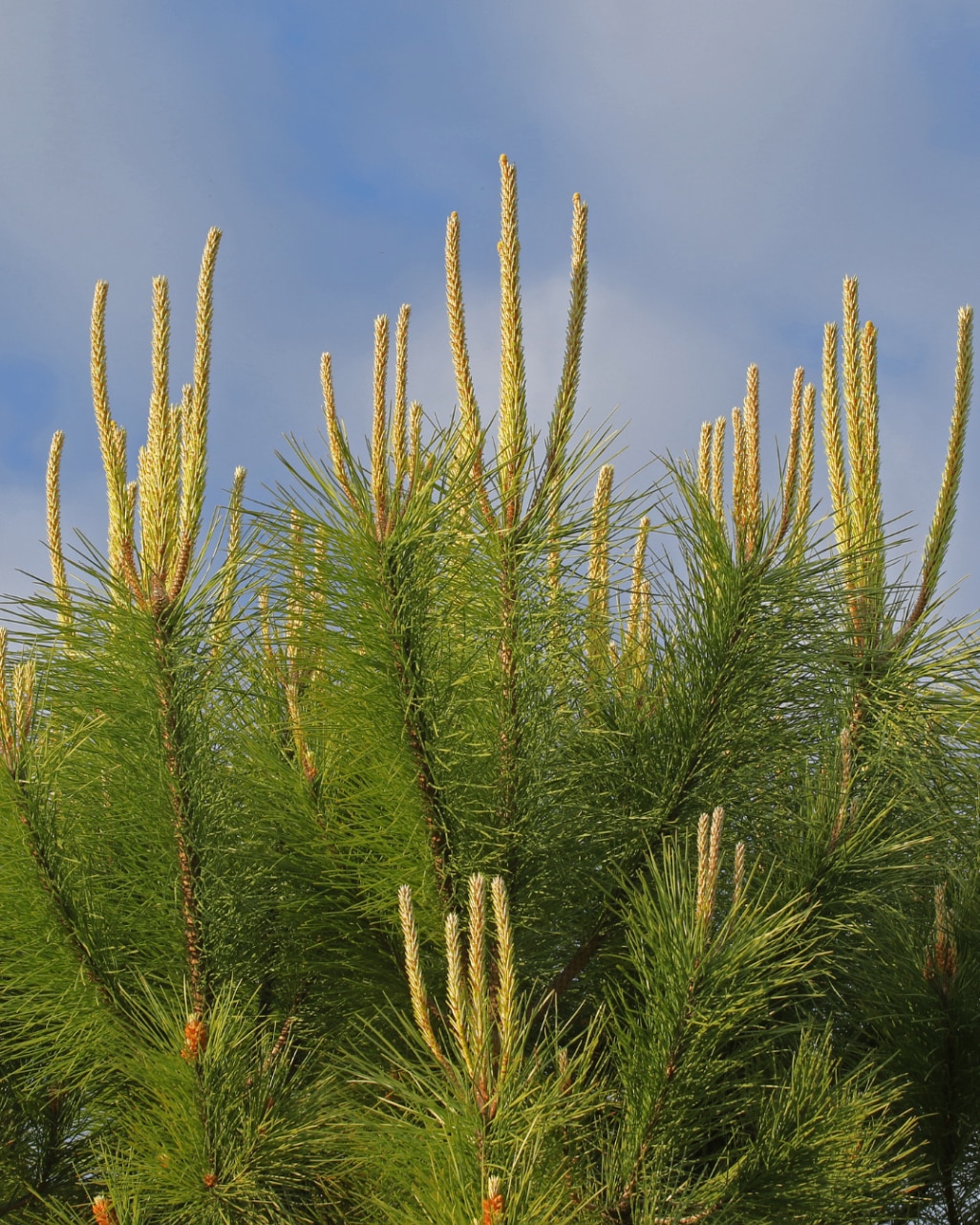 Pinus pinea
