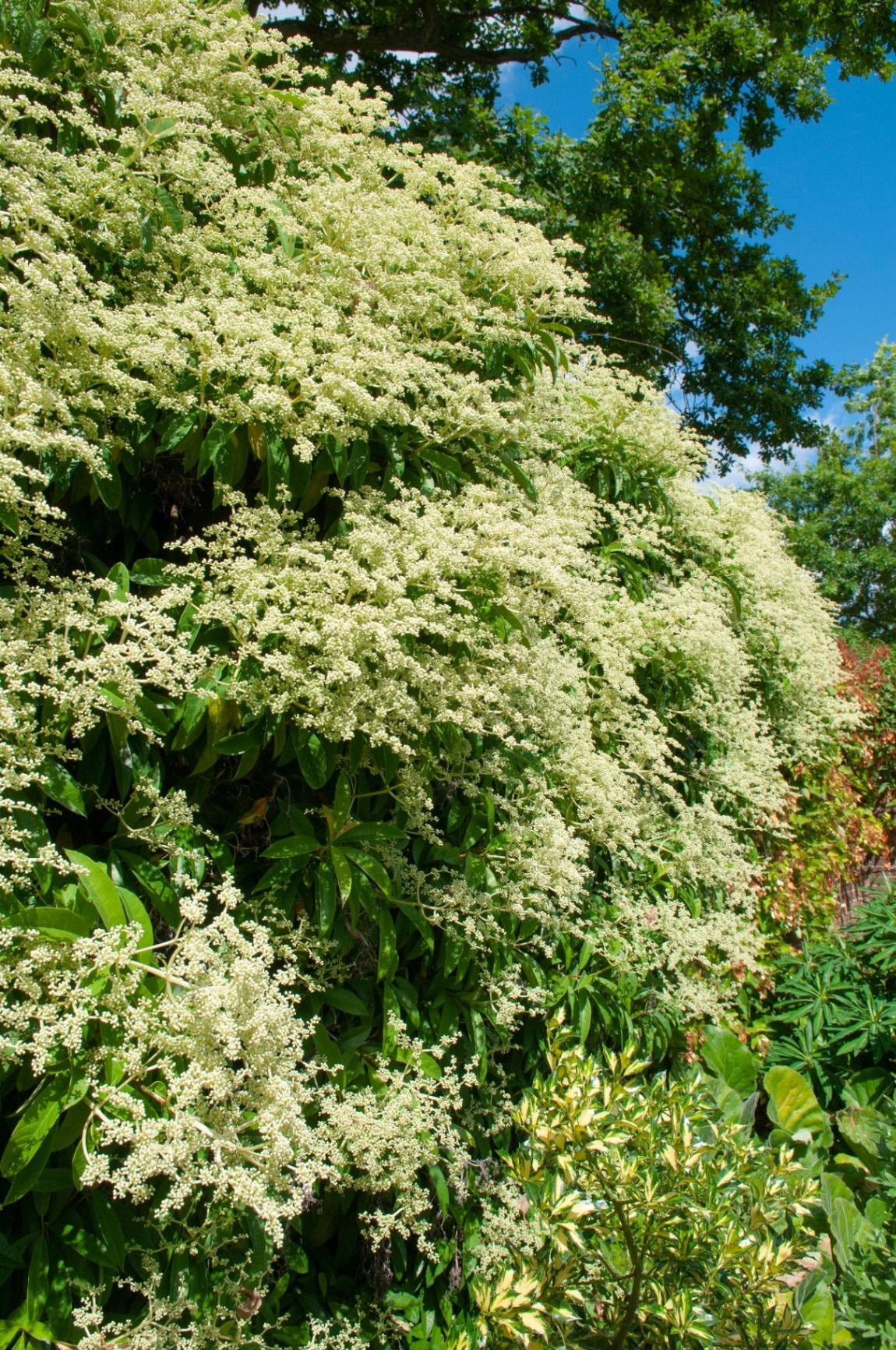 Pileostegia viburnoides in the sun