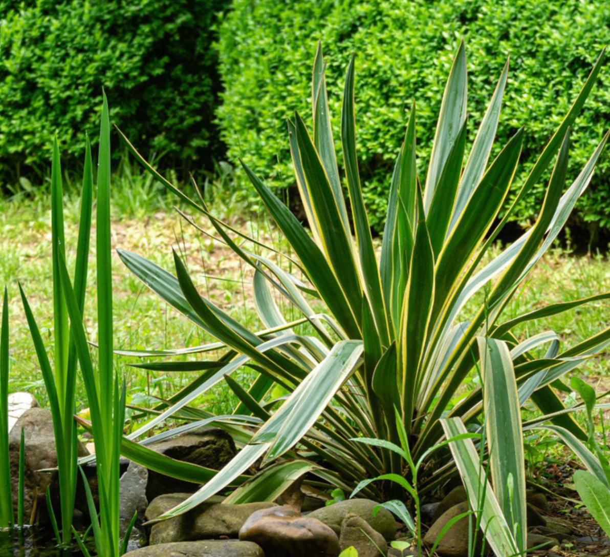 Yucca gloriosa 