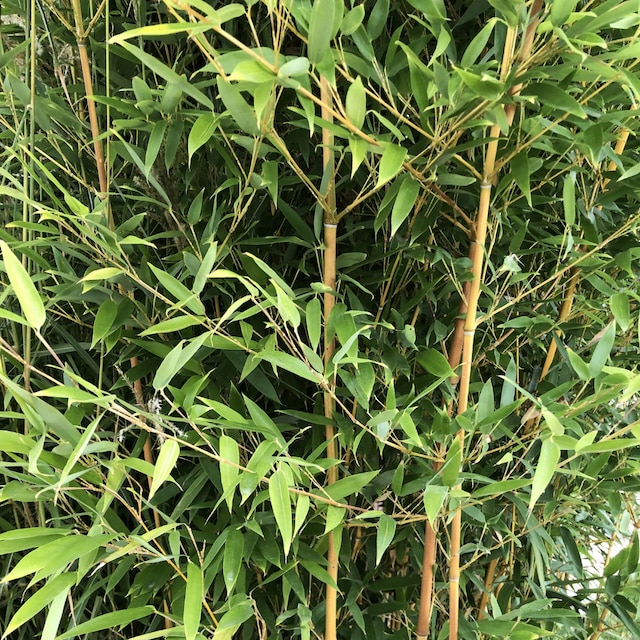 Fargesia rufa hedge