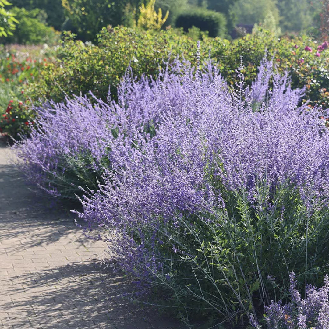 Perovskia 'Blue Spire'