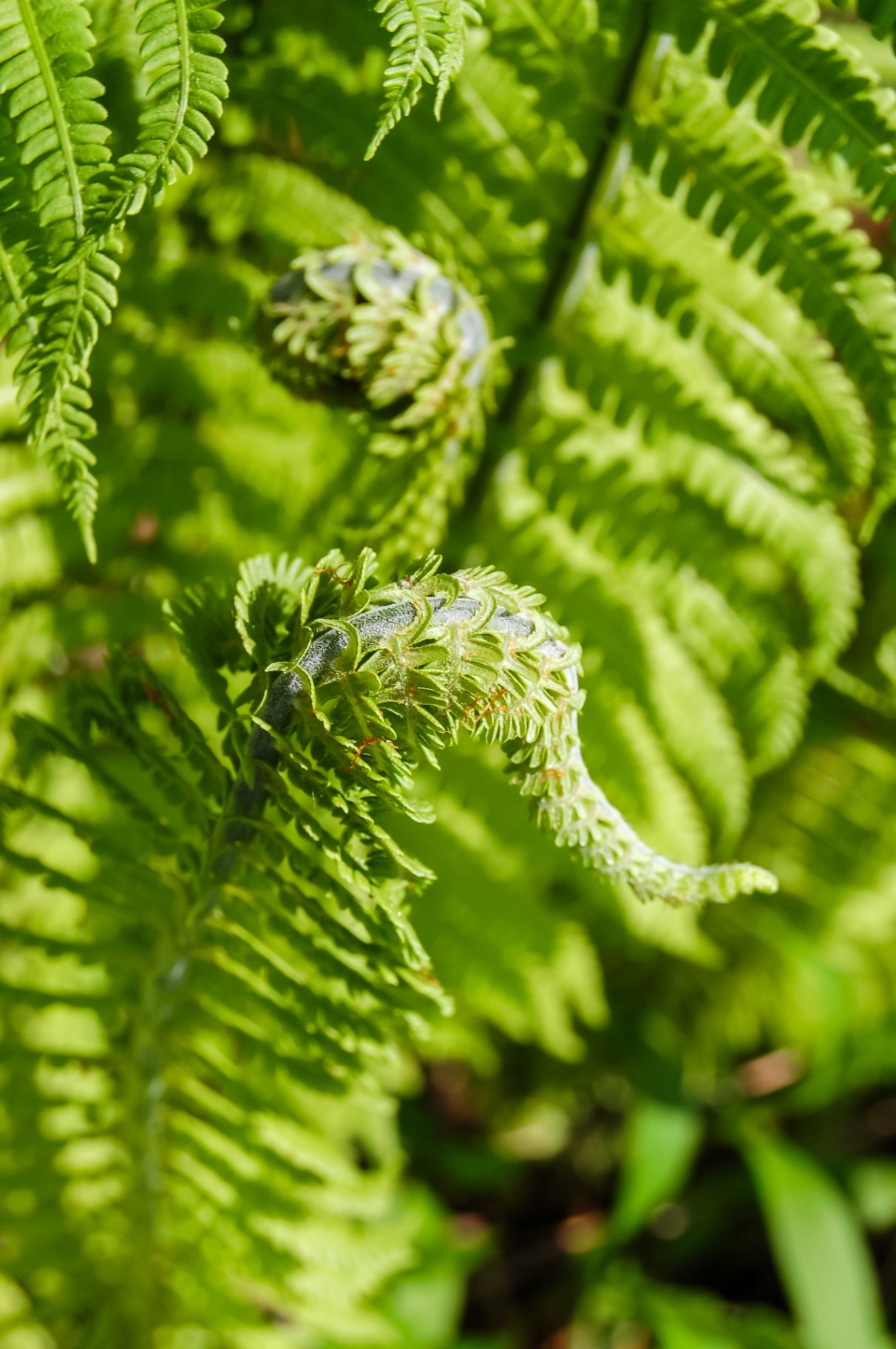Unfolding fern leaves. Ostrich Fern (Matteuccia struthiopteris)