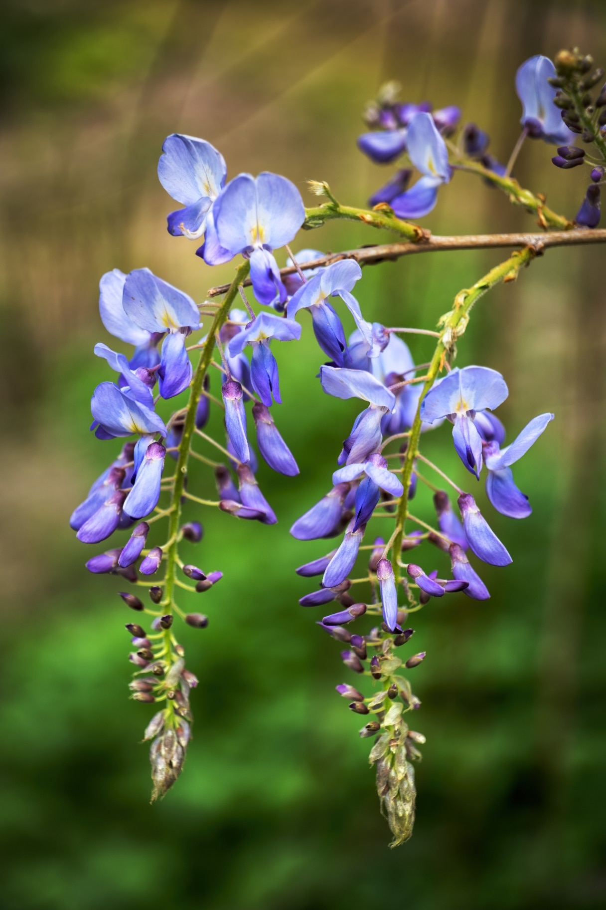 Wisteria sinensis - Chinese wisteria lavender blue blooming flower, Fabaceae (pea family), native to China.