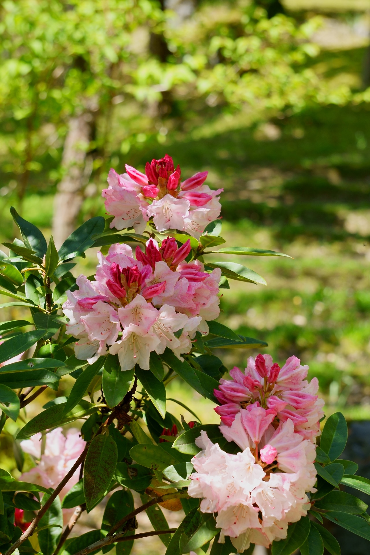  Beautiful rhododendron with dark pink and pale pink flowers