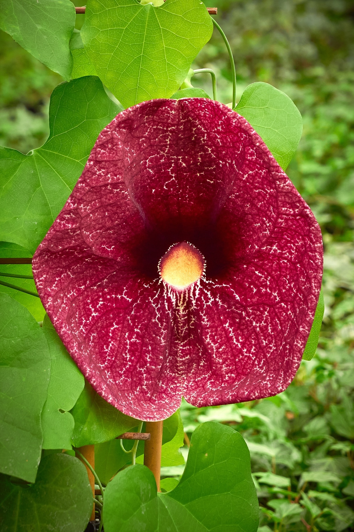 Aristolochia littoralis plant or elegant Dutchman's pipe. Aristolochiaceae family