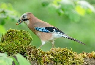 Close up of a European jay, Scientific name: Garrulus Glandarius, facing left in natural woodland habitat with beak filled with two peanuts.  Clean background.  Copy space.  Horizontal.