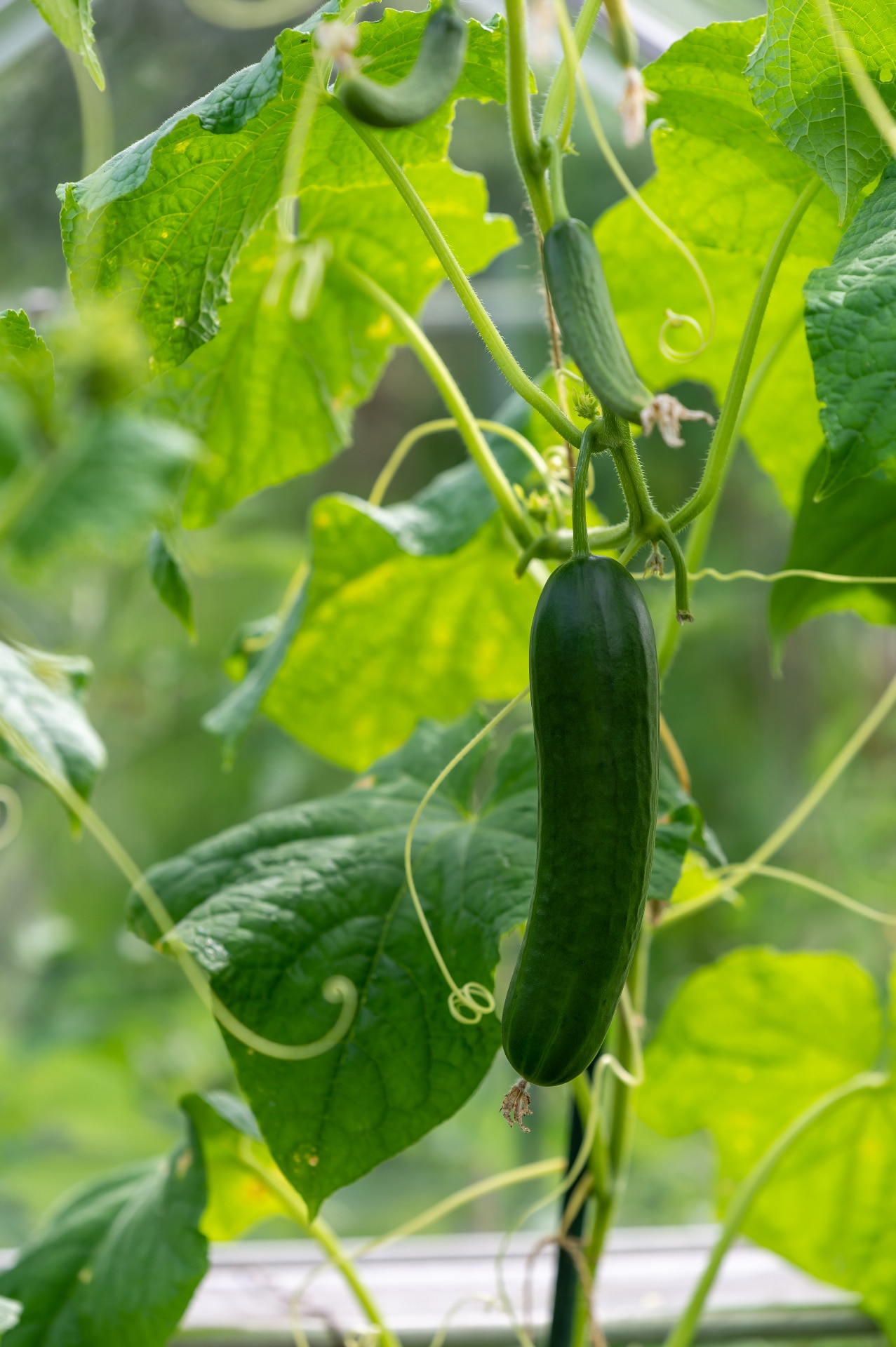 Green cucumber, vegetables, grow in a greenhouse, glasshouse, organic cultivation. 
