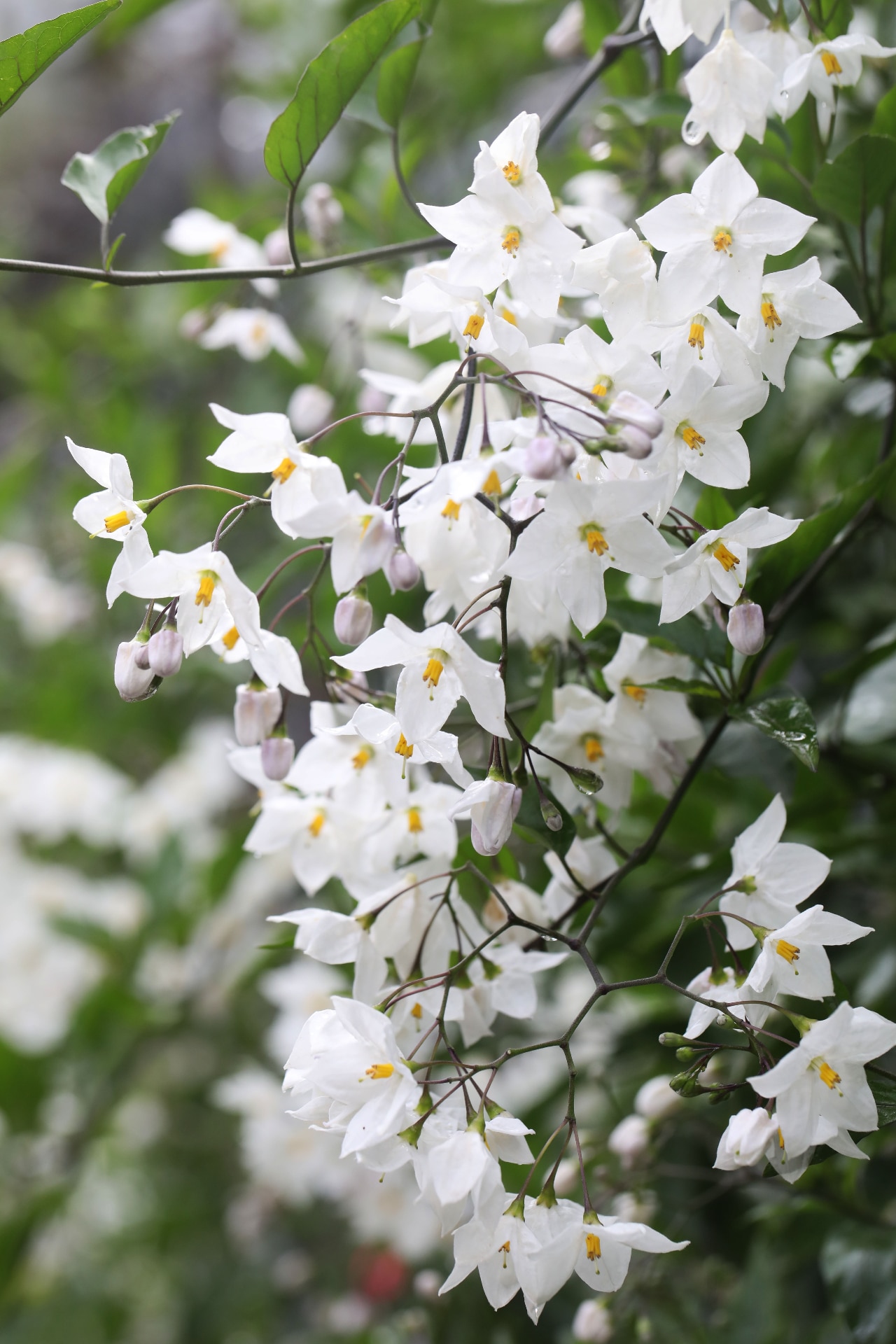 Potato vine, potato climber or jasmine nightshade (Solanum laxum)