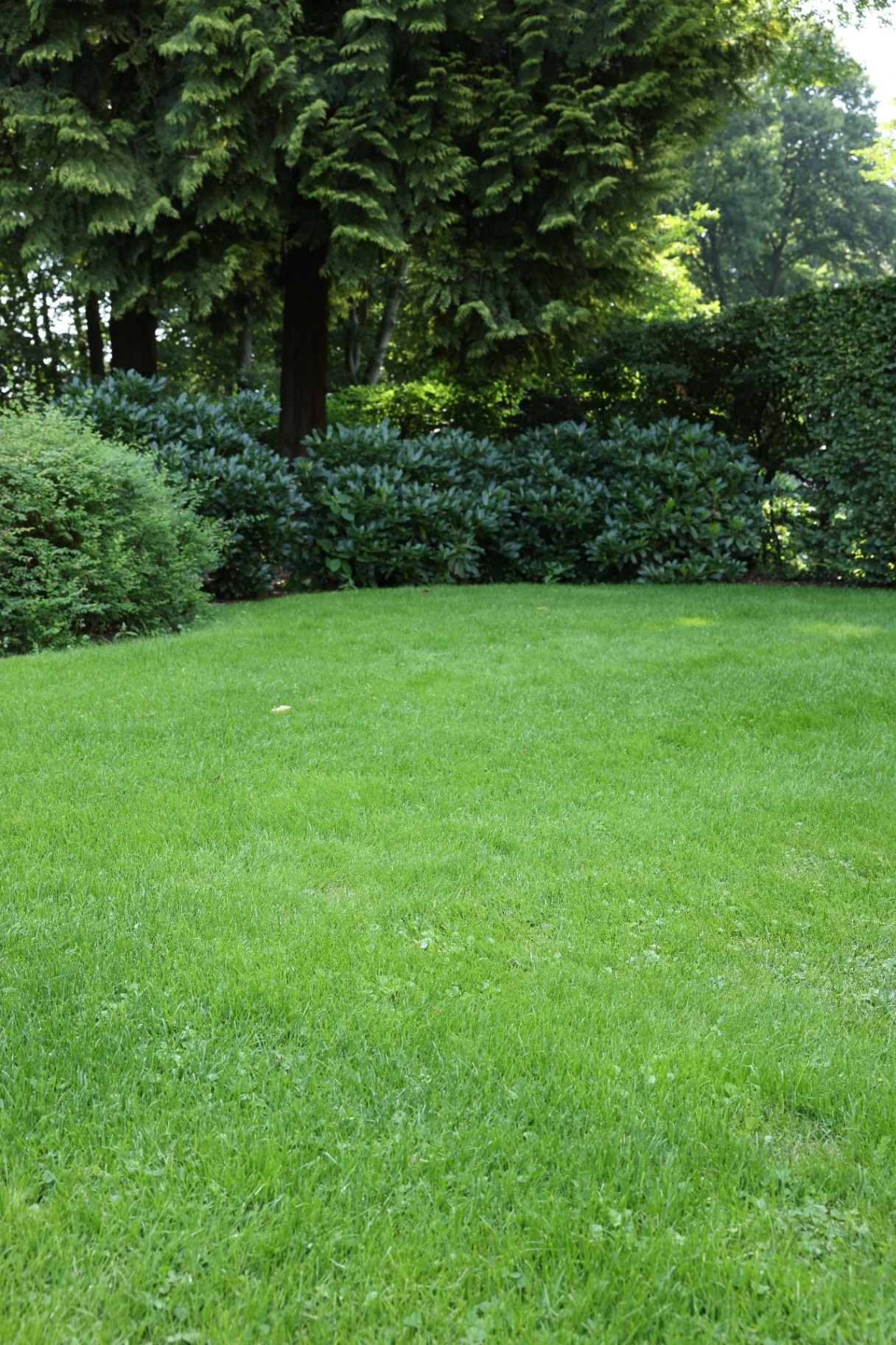 Beautiful lawn with green grass on sunny day