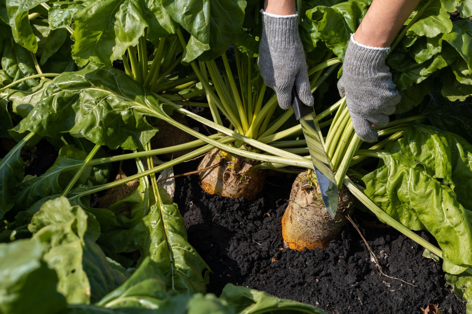 farmer cuts radish leaves with a knife