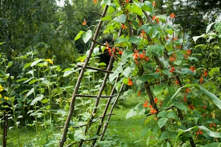 Scarlet Runner Bean growing on the wooden structure in the vegetable garden. 