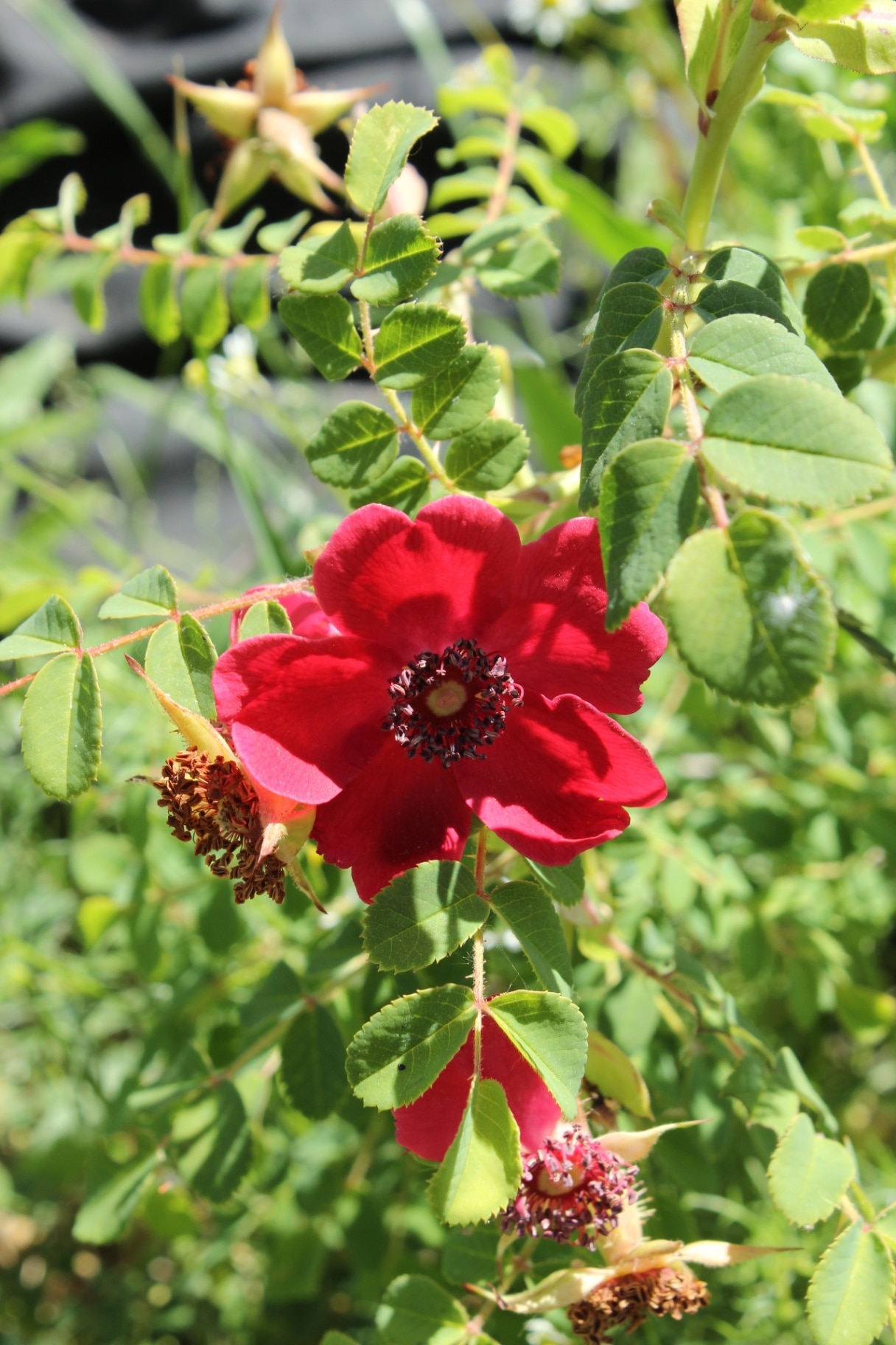 Rosa moyesii 'Geranium', wild rose with dark red single blossoms