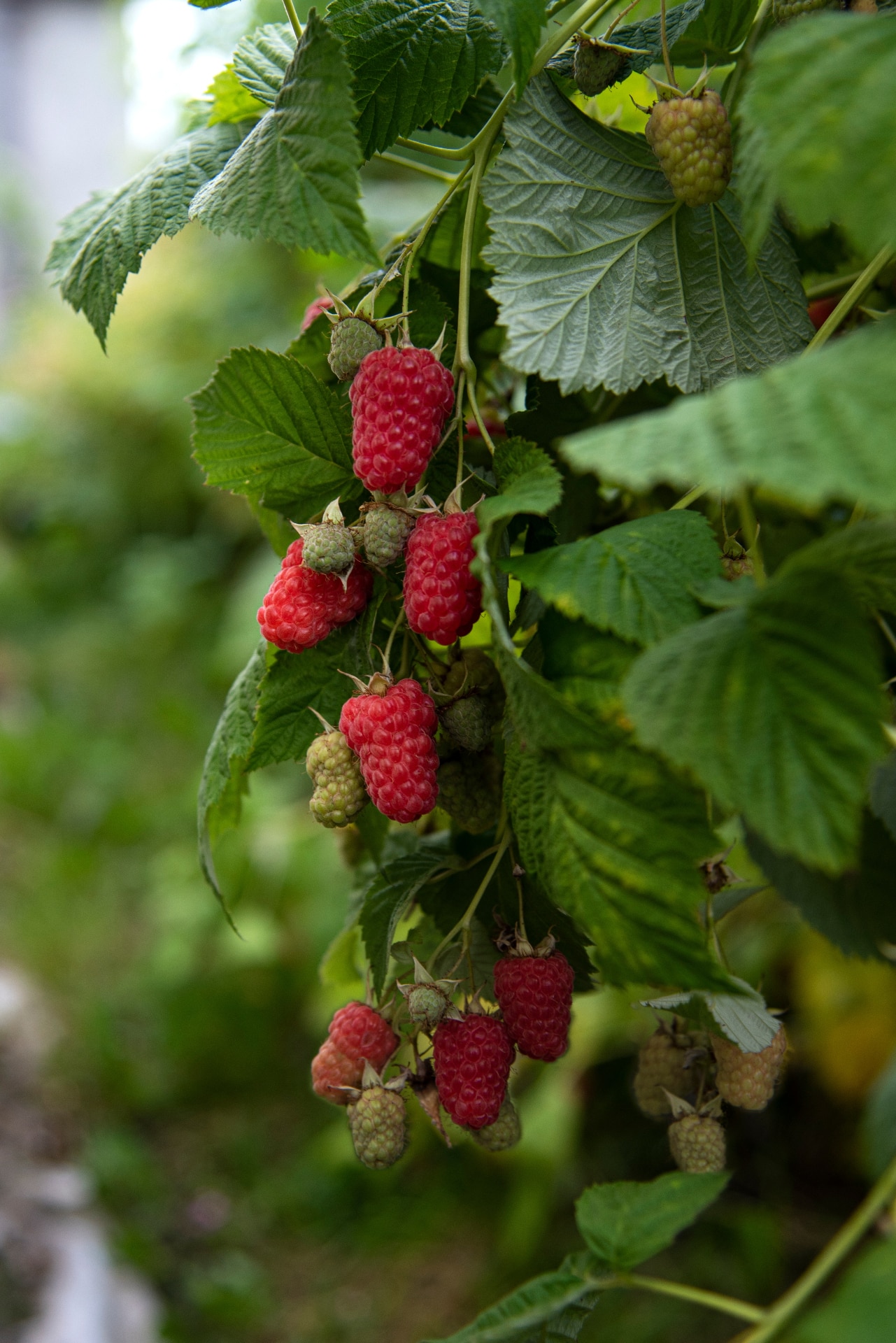 Summer harvest of sweet delicious berries. Raspberry bush with large saturated perfect-shape berries.