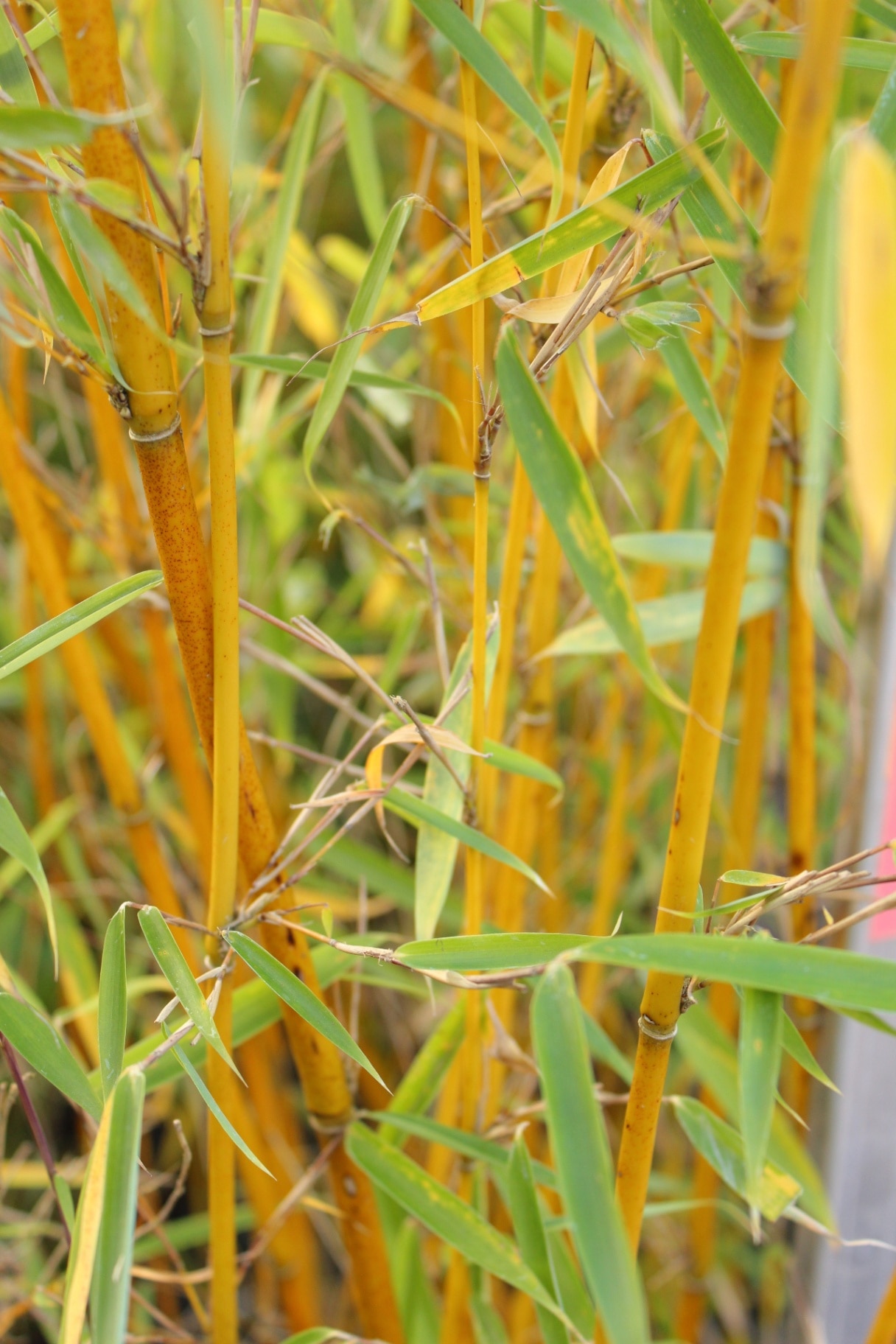 Fargesia robusta 'Campbell', bamboo with green leaves