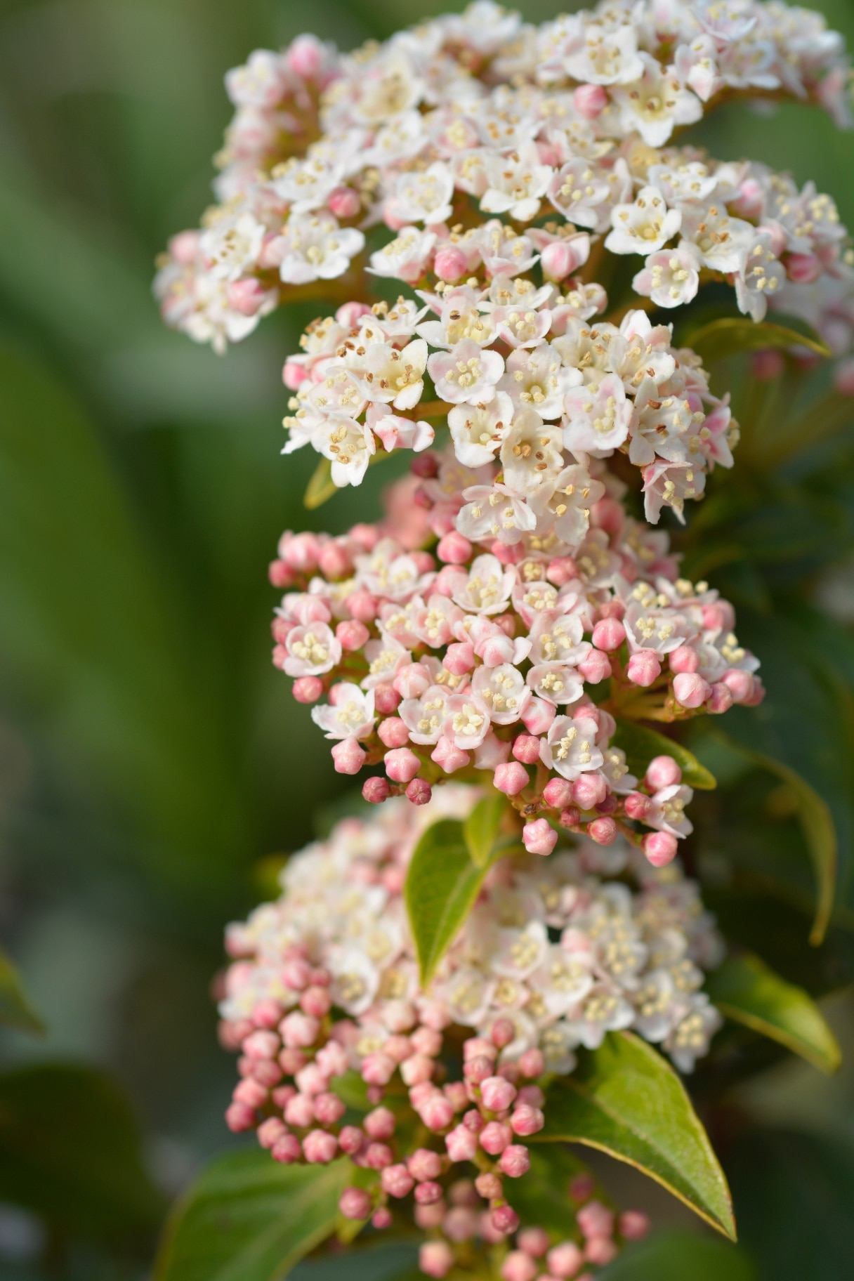 Laurustinus Eve Price flowers - Latin name - Viburnum tinus Eve Price