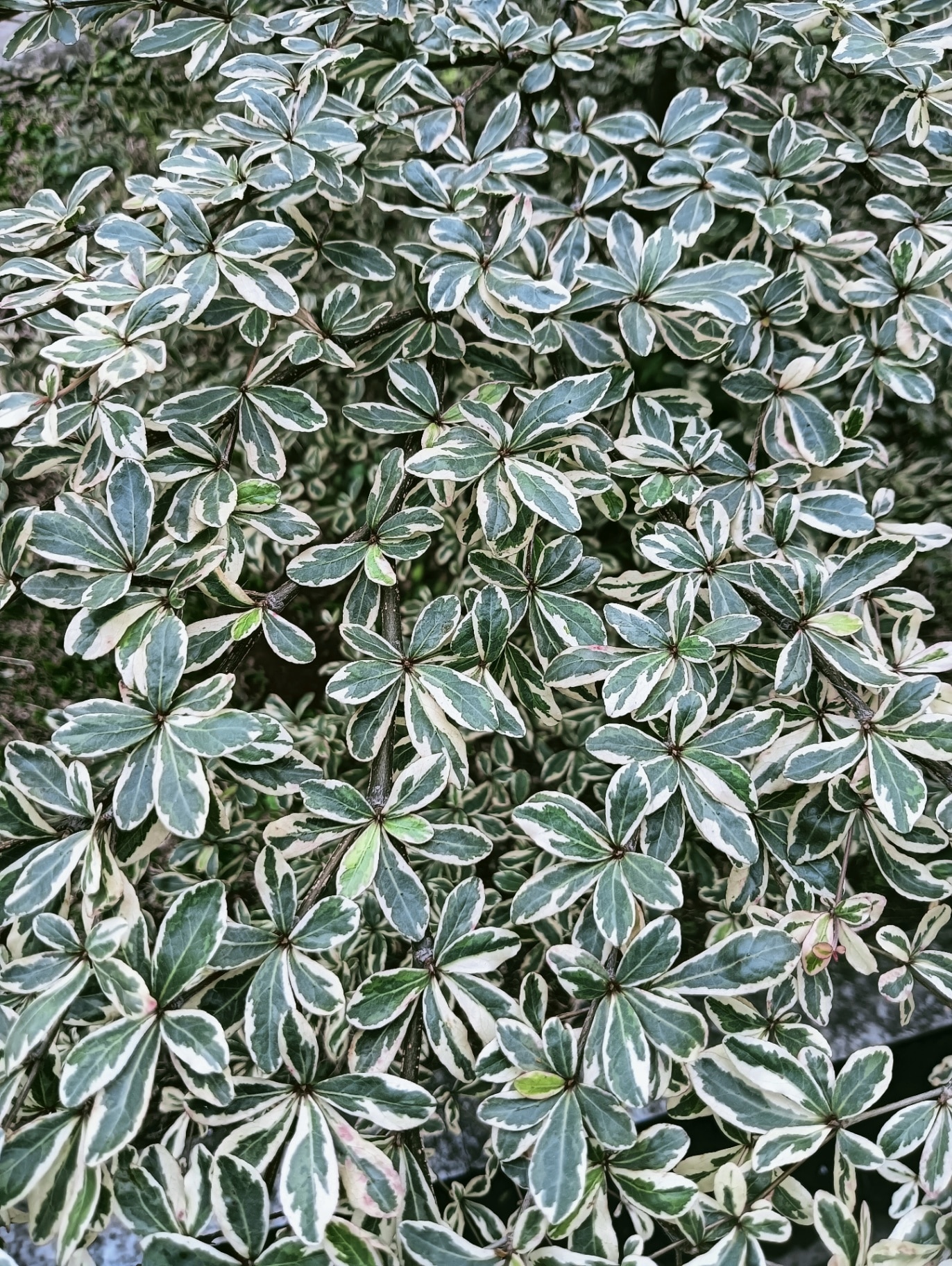 Pittosporum tenuifolium