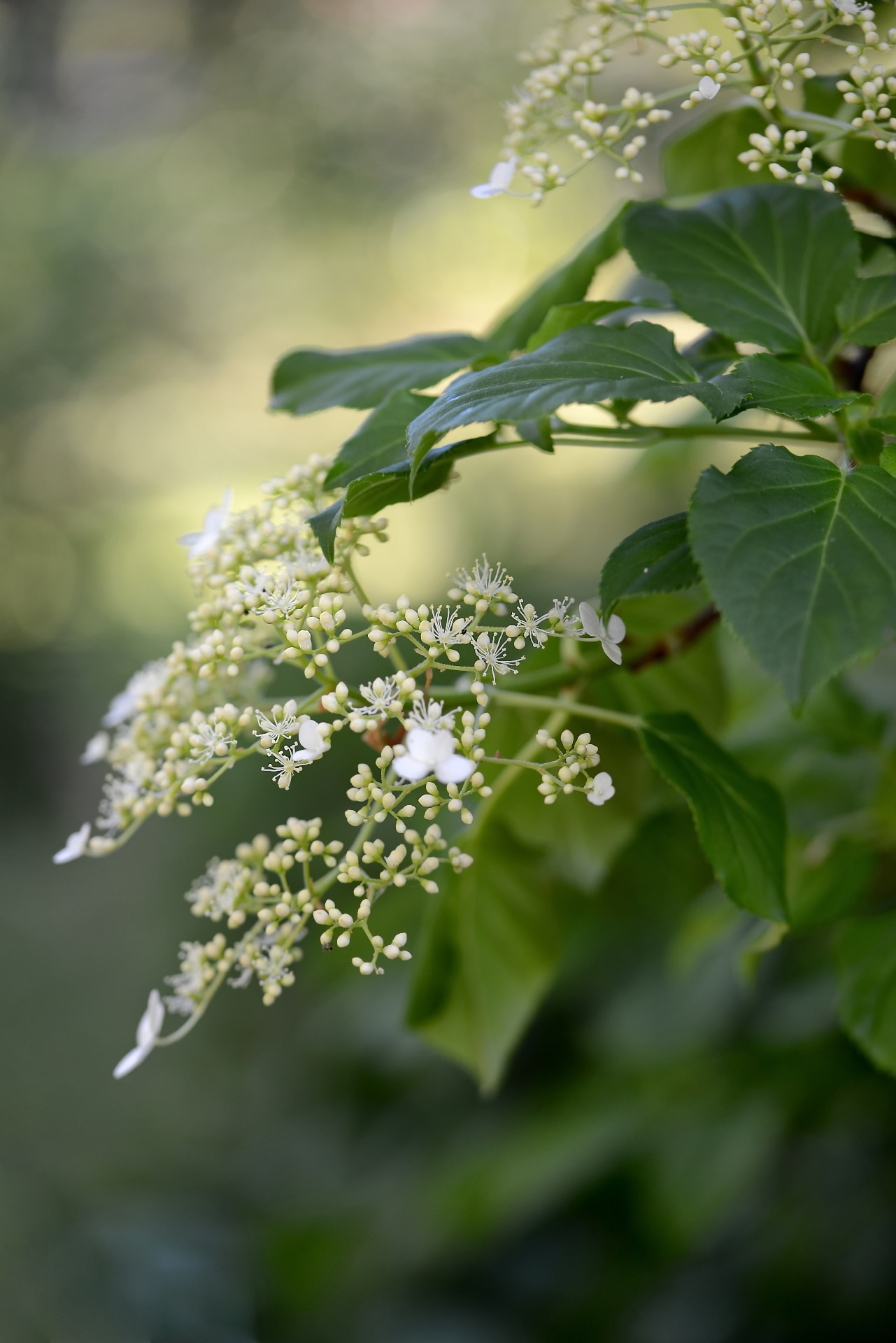 Close up of flowering Climbing Hydrangea, Hydrangea anomala in summer. The climbing hydrangea, with its beautiful flowers, is native to eastern Asia