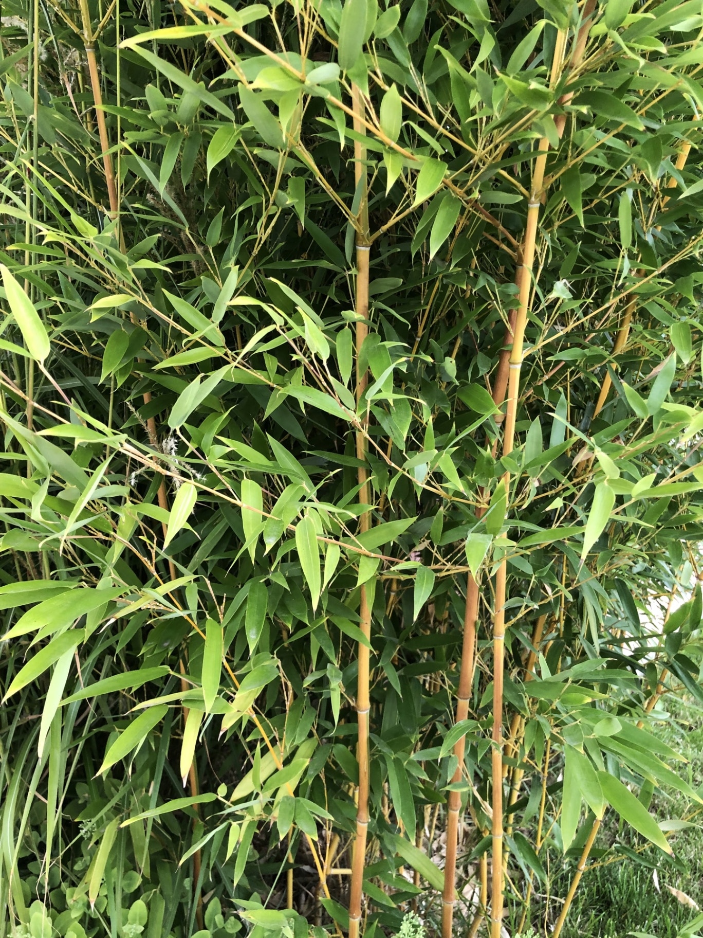 Fargesia rufa