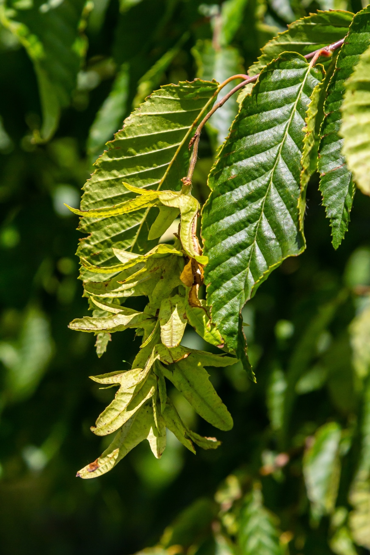 Branch of a hornbeam Carpinus betulus with drooping inflorescence and leaves in autumn, selected focus, narrow depth of field, copy space in the blurry background.