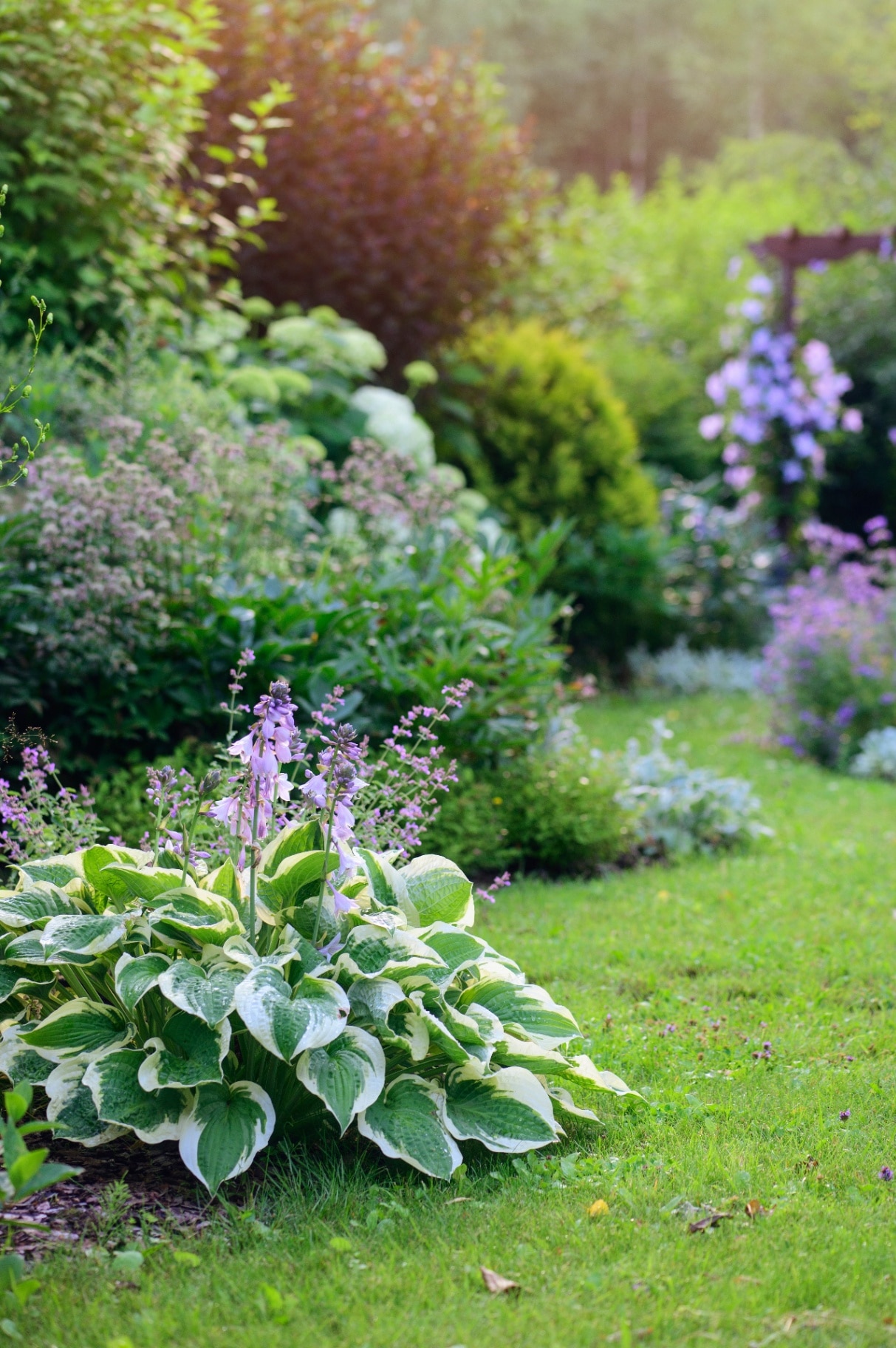 Natural cottage summer garden view in june or july. Hosta, clematis, nepeta (catmint) in full bloom. Curvy pathway.