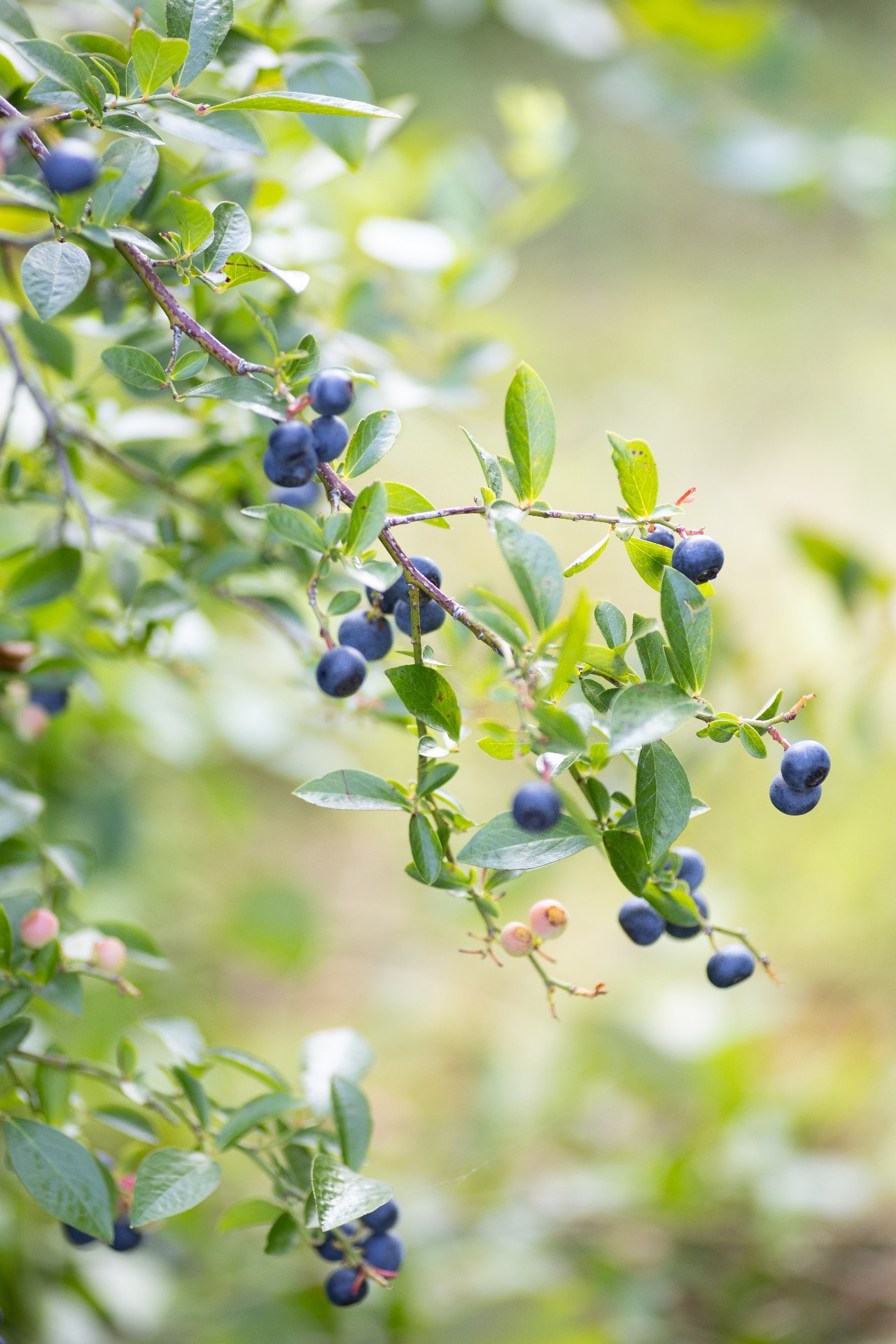 Juicy blueberries growing on a bush, bursting with color and ready to be picked.