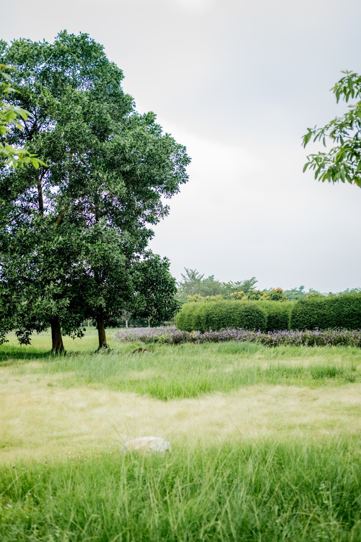 A vibrant green landscape featuring a variety of trees with lush foliage standing tall against a bright sky. 