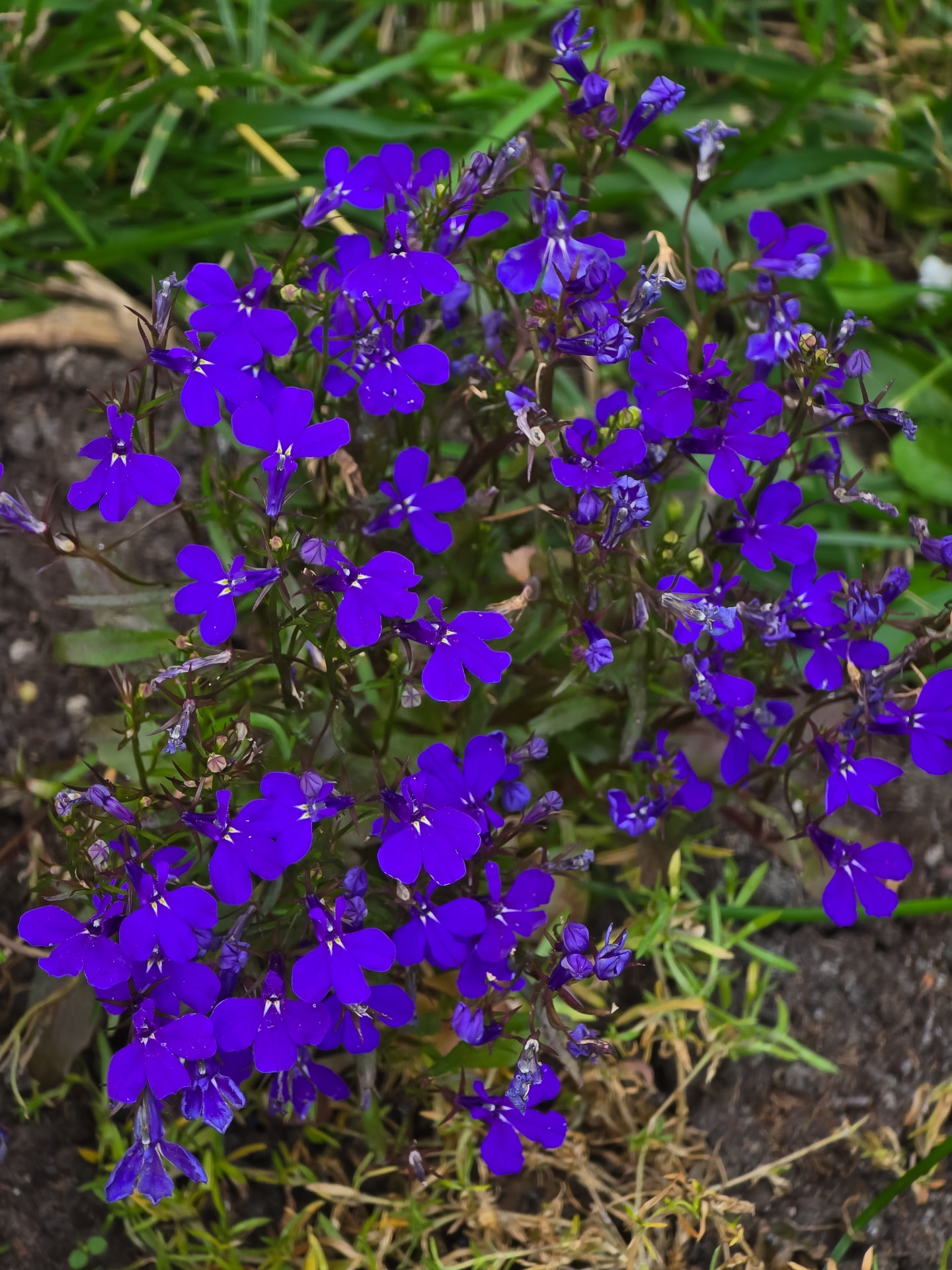 Vibrant blue Lobelia erinus flowers bloom brightly against green foliage and dark soil, showcasing delicate petals and striking color in natural garden setting.