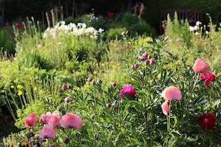 Cottage garden with a bed of colourful flowers
