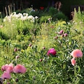Cottage garden with a bed of colourful flowers