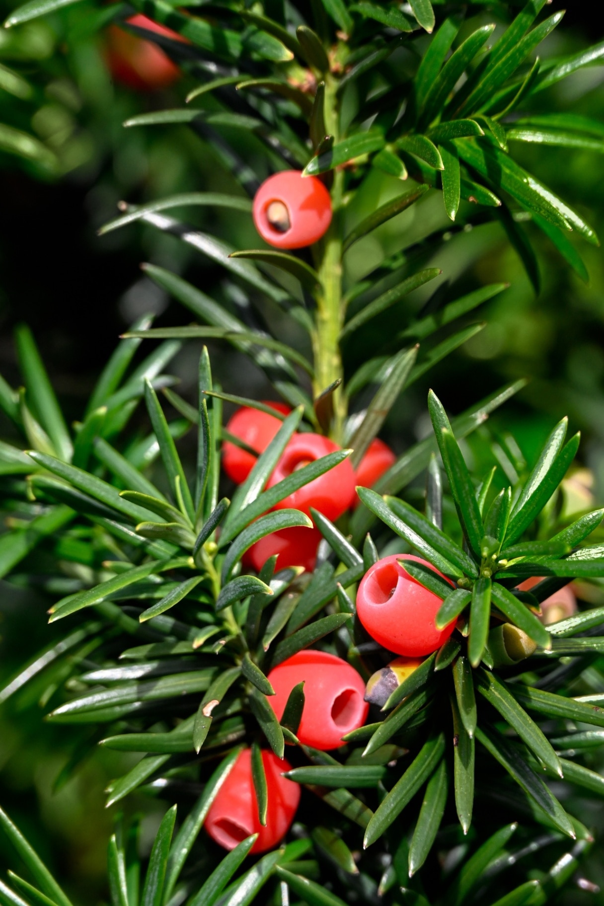 Closeup of fruits of a Yew Tree (Taxus baccata) in a garden in early autumn