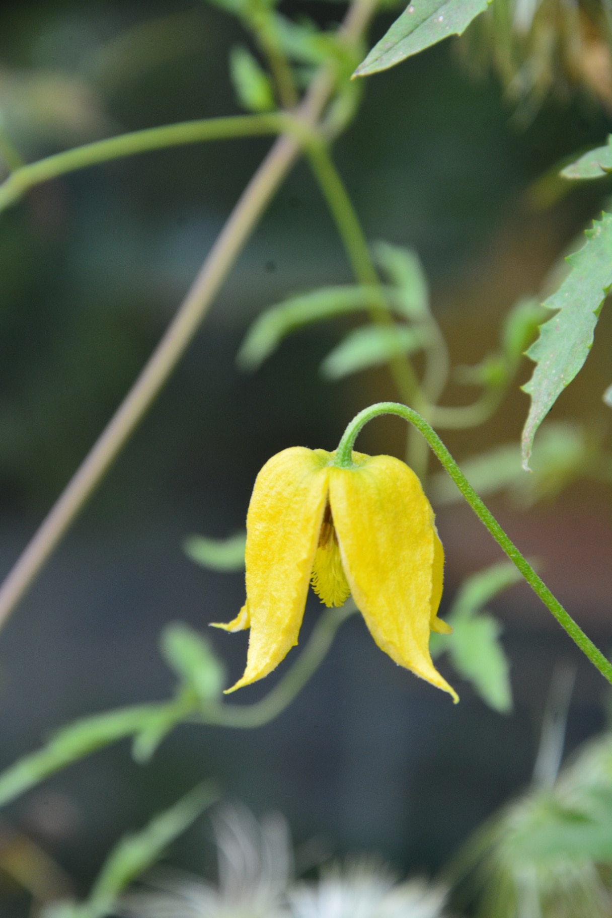 Clematis tangutica; golden clematis, climbing clematis with yellow blossoms