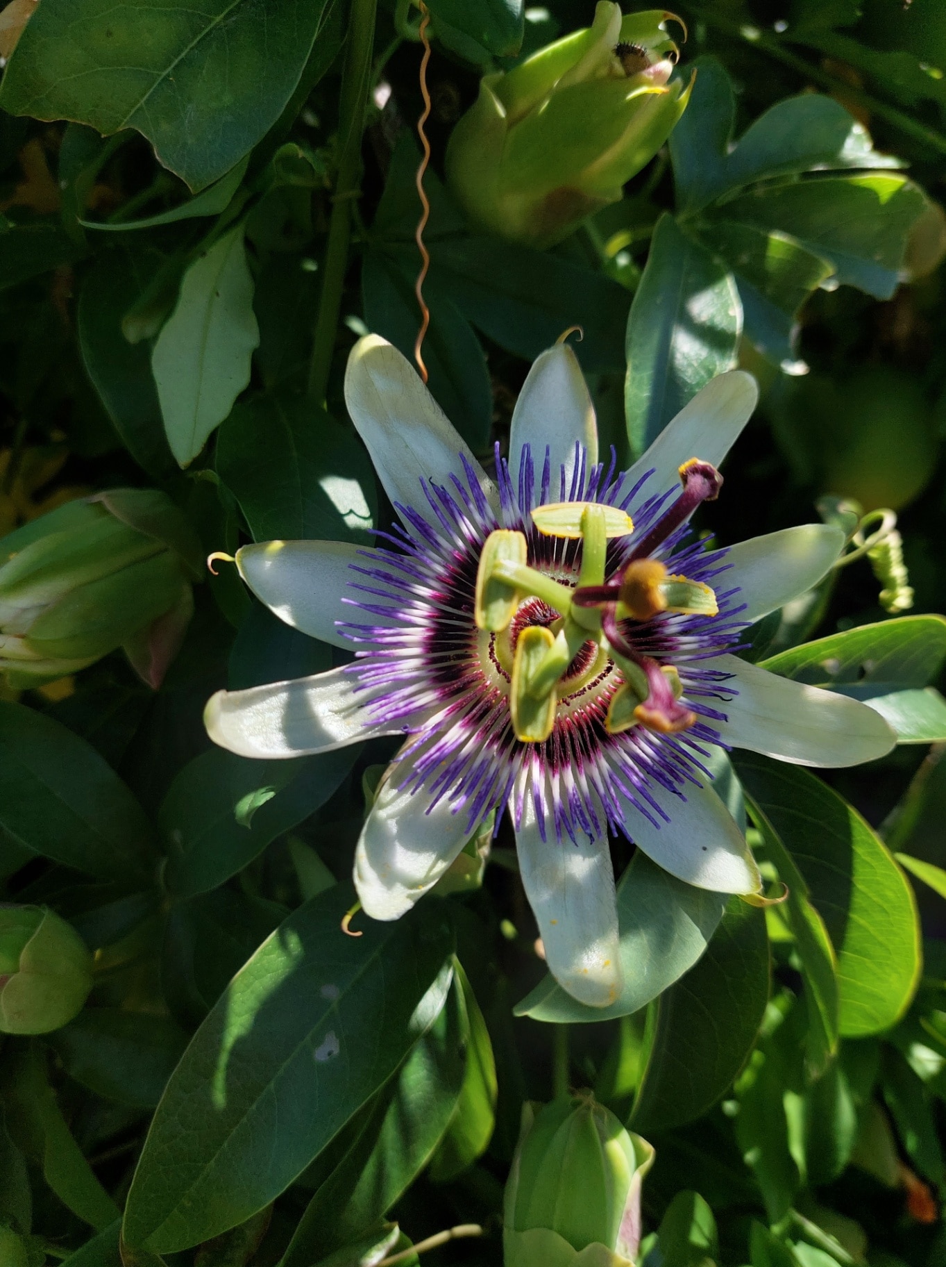 Passiflora caerulea flower 