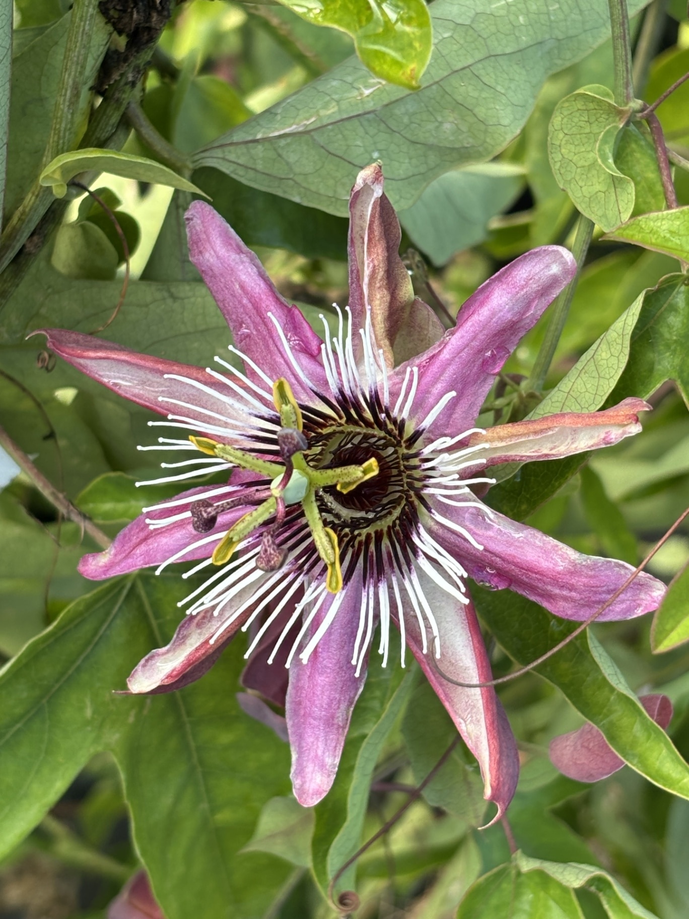 Passiflora x violacea 'Victoria'; violet passion flower, evergreen climber with violet blossoms