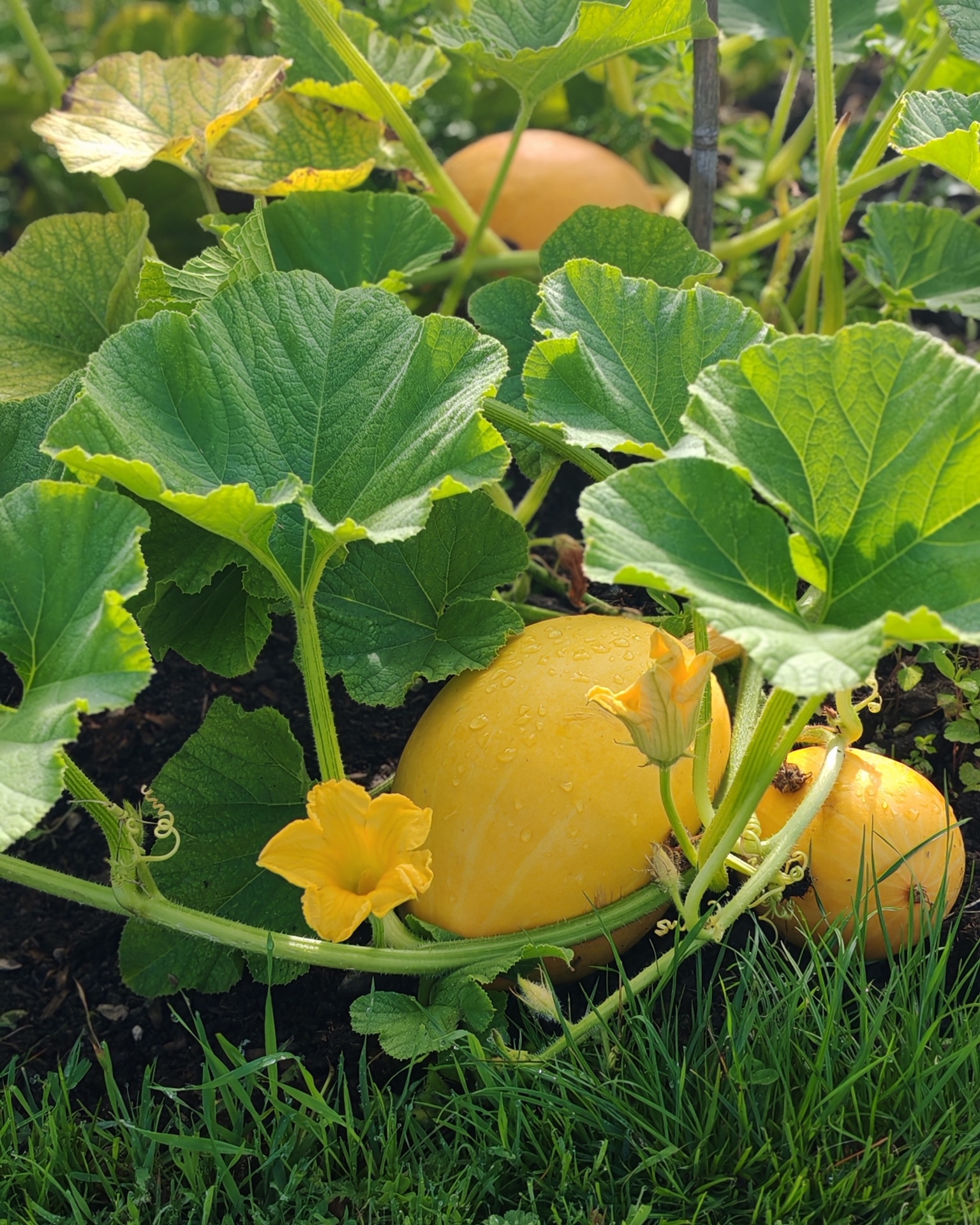 Yellow Spaghetti squash surrounded by leaves growing in an allotment garden